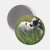 Jacob Ram Lamb Magnet (Vorderseite/Rückseite)