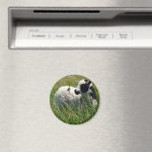 Jacob Ram Lamb Magnet (In Situ (Geschirrspüler))