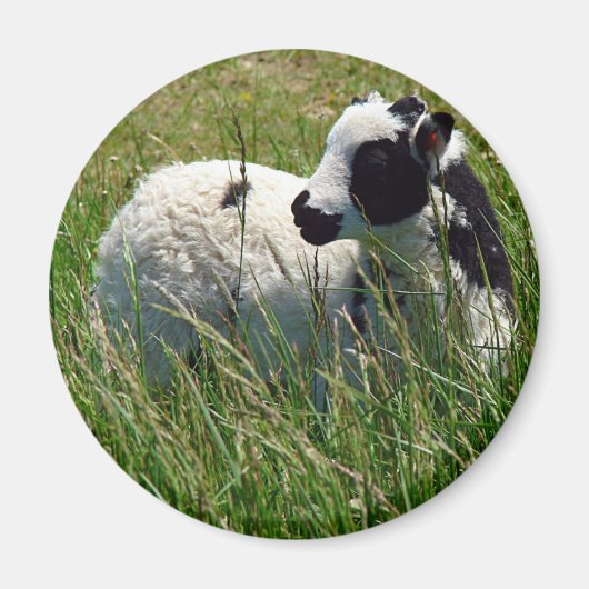 Jacob Ram Lamb Magnet (Vorne)