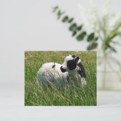 Jacob Ram Lamb Postkarte (Stehend Vorderseite)