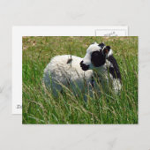 Jacob Ram Lamb Postkarte (Vorne/Hinten)