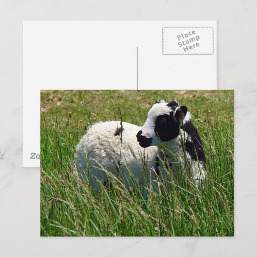 Jacob Ram Lamb Postkarte (Vorne/Hinten)