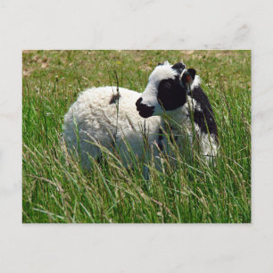 Jacob Ram Lamb Postkarte