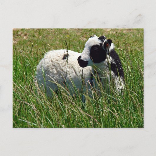 Jacob Ram Lamb Postkarte (Vorderseite)