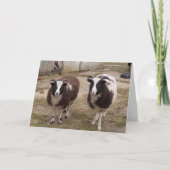 Jacob Sheep Greetings Card Karte (Vorderseite)
