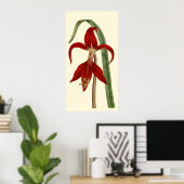 Jacobbaean Amaryllis Poster (Heimbüro)
