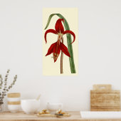 Jacobbaean Amaryllis Poster (Küche)