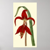 Jacobbaean Amaryllis Poster (Vorne)