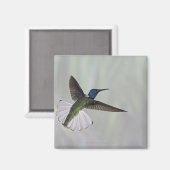 Jacobin Florisuga melivora Costa 2 Magnet (Vorderseite/Rückseite)
