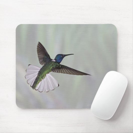 Jacobin Florisuga melivora Costa 2 Mousepad (Mit Mouse)