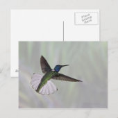 Jacobin Florisuga melivora Costa 2 Postkarte (Vorne/Hinten)