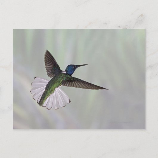 Jacobin Florisuga melivora Costa 2 Postkarte (Vorderseite)