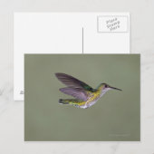 Jacobin Florisuga melivora Costa Postkarte (Vorne/Hinten)