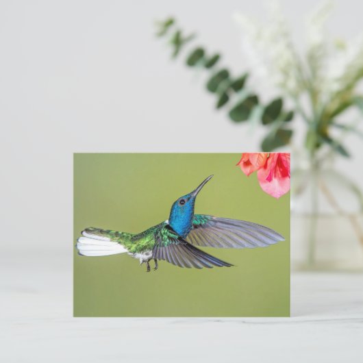 Jacobin Hummingbird im Flug Postkarte (Stehend Vorderseite)