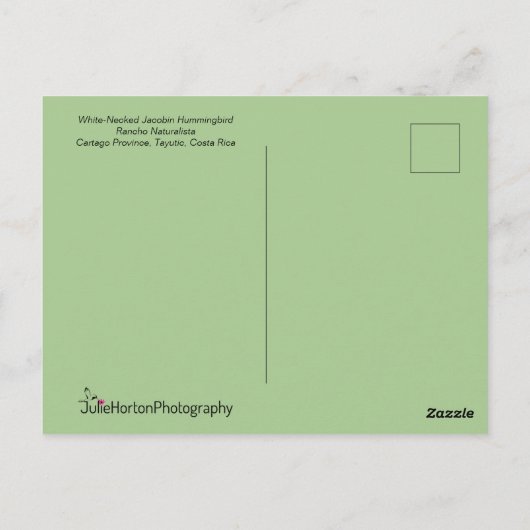 Jacobin Hummingbird im Flug Postkarte (Rückseite)
