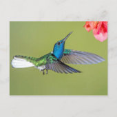 Jacobin Hummingbird im Flug Postkarte (Vorderseite)
