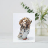 Jacobin Pigeon Postkarte (Stehend Vorderseite)