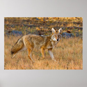 Jagd auf Kojoten (Canis Latrans) Poster