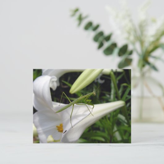 Jagd auf Mantis auf Blume Postkarte (Stehend Vorderseite)