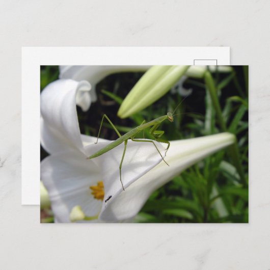 Jagd auf Mantis auf Blume Postkarte (Vorne/Hinten)