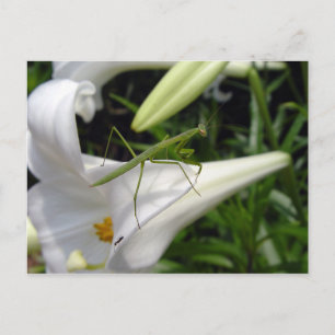 Jagd auf Mantis auf Blume Postkarte