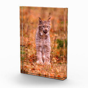 Jagd auf Rotluchs Herbstwald Fotoblock