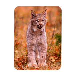 Jagd auf Rotluchs   Herbstwald Magnet