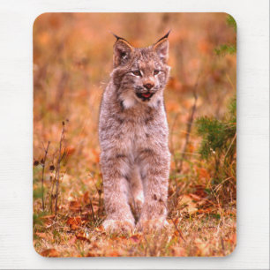 Jagd auf Rotluchs Herbstwald Mousepad