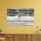 Jagd auf weibliche Coyote und Schneewild Foto 5 Leinwanddruck (Insitu (Wohnzimmer))
