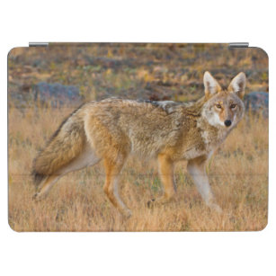 Jagd des Kojote-(Canis Latrans) iPad Air Hülle