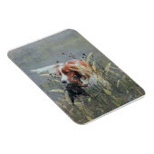 Jagd mit Epagneul Breton Magnet (Rechte Seite)