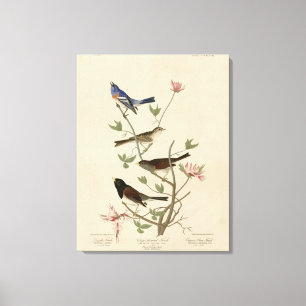 Jagd, Sparrow, Junco, (Finches) Audubons Vögel Leinwanddruck