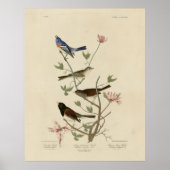 Jagd, Sparrow, Junco, (Finches) Audubons Vögel Poster (Vorne)