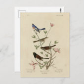 Jagd, Sparrow, Junco, (Finches) Audubons Vögel Postkarte (Vorne/Hinten)
