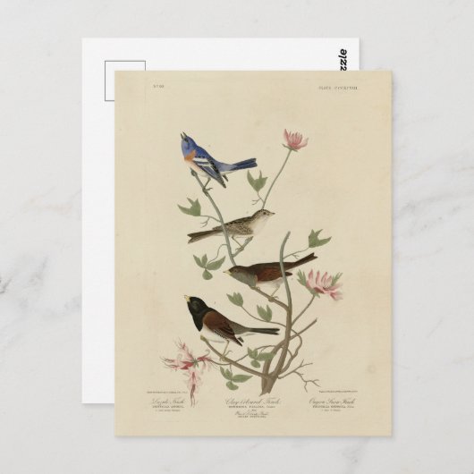Jagd, Sparrow, Junco, (Finches) Audubons Vögel Postkarte (Vorne/Hinten)