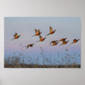 Jagdanfänger Bounty Jäger Poster (Vorne)