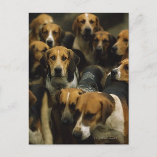 Jagdfoxhounds, Galway Blazers, Irland Postkarte (Vorderseite)