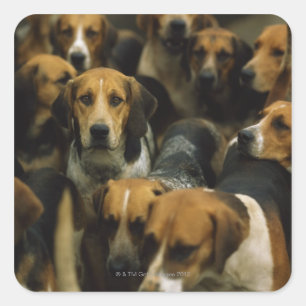 Jagdfoxhounds, Galway Blazers, Irland Quadratischer Aufkleber