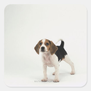 Jagdhund Quadratischer Aufkleber