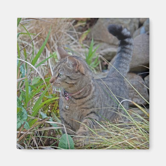 Jagdkatze Magnet (Vorne)