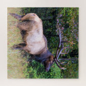 Jagdsaison - BullenElch - 20x20 Zoll Puzzle (Horizontal)