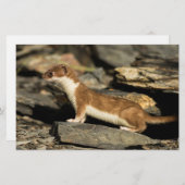 Jagdschaf Briefpapier (Vorne/Hinten)