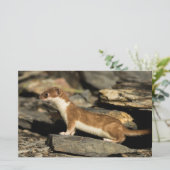 Jagdschaf Briefpapier (Stehend Vorderseite)