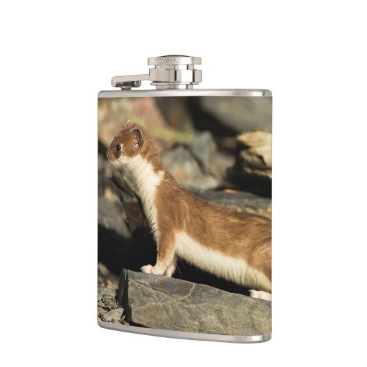 Jagdschaf Flachmann (Links)