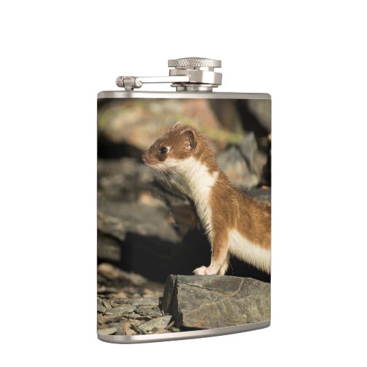 Jagdschaf Flachmann (Rechts)