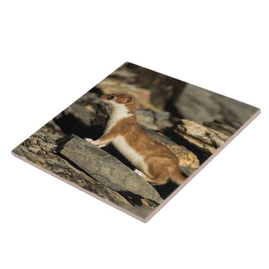 Jagdschaf Fliese (Seite)