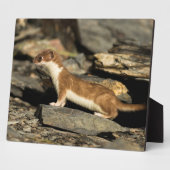 Jagdschaf Fotoplatte (Seite)