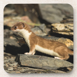 Jagdschaf Getränkeuntersetzer