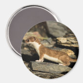 Jagdschaf Magnet (Vorderseite/Rückseite)