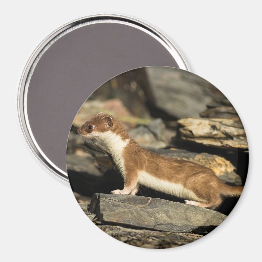 Jagdschaf Magnet (Vorderseite/Rückseite)